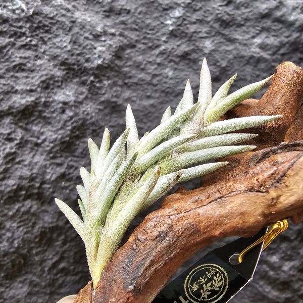 卡畢拉瑞斯(玫瑰)/Tillandsia capillaris rose flower 