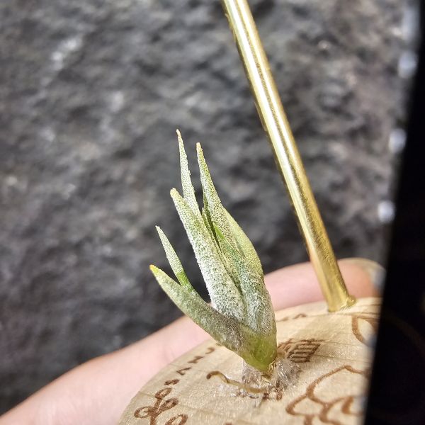 巴拉魚(小屁芽) Tillandsia paraiebensis 