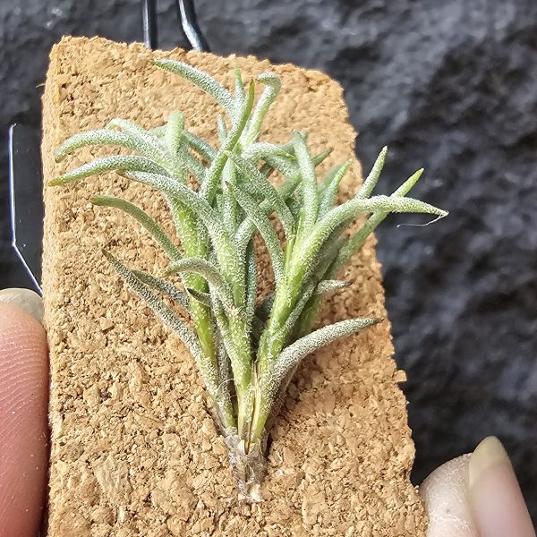 卡畢(阿根廷野採)/Tillandsia capillaris(Argentina) 