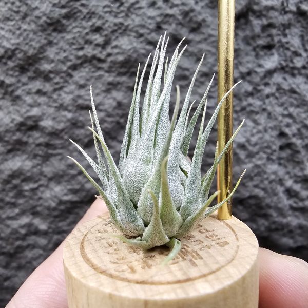 K燒/Tillandsia Kautskyi(Europe) 