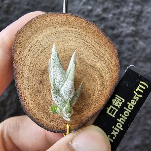 白劍/Tillandsia xiphioides(TI) 