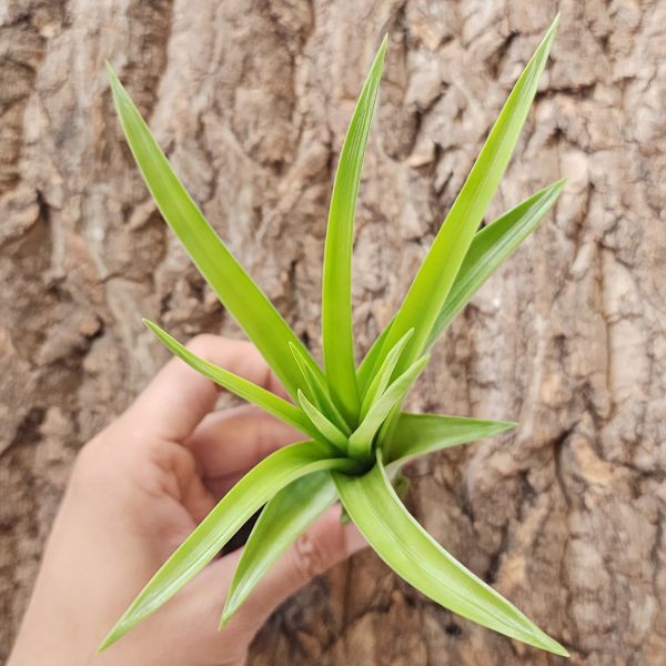 凱吉×羅西/Tillandsia Kegeliana × Rothii 