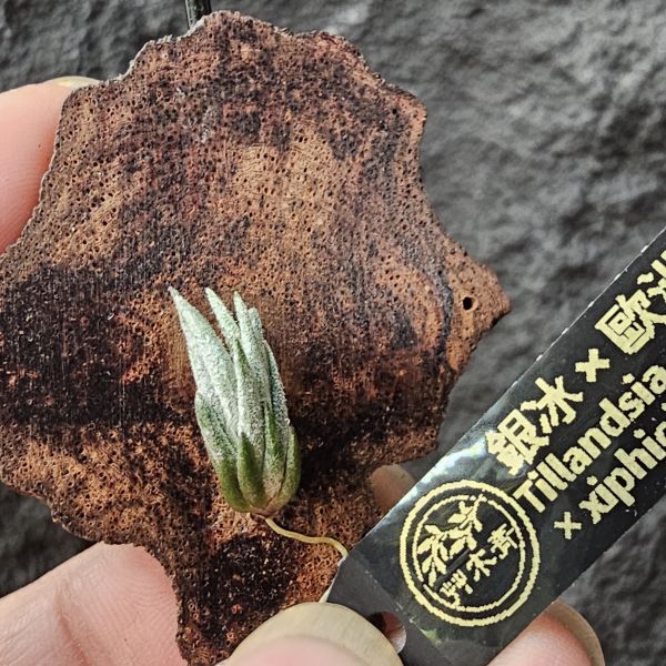 銀冰×歐洲xip/Tillandsia chiletensis × xiphioides(Europe) 