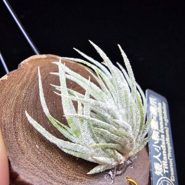 New~小矮人精靈×雞爪(精靈爪?)/Tillandsia ionantha Enano(Tropiflora) × glabrior~熱帶'小矮人精靈'與銀葉質感的'雞爪'交種，有點奇葩XD~叢生滿美、毛毛的~ 