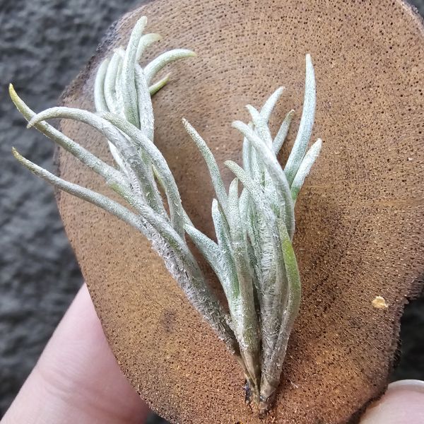 阿根廷卡畢/Tillandsia capillaris(Argentina) 
