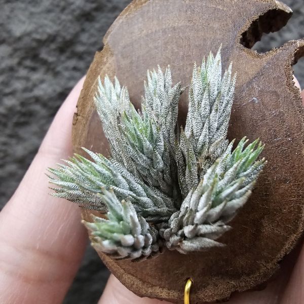 彈頭(野採)/Tillandsia pedicellata(Argentina) 