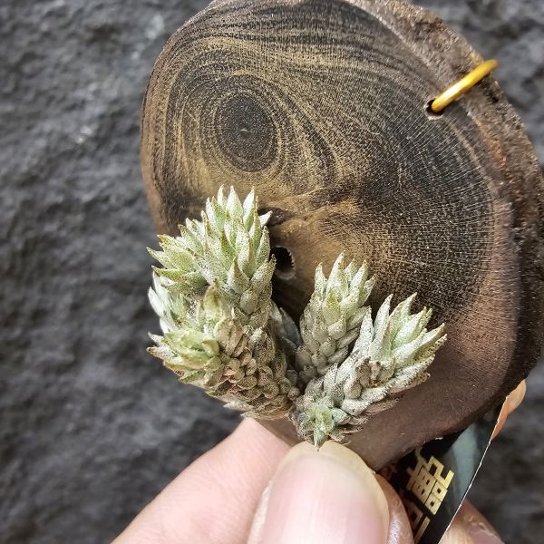 彈頭/Tillandsia pedicellata(Argentina) 