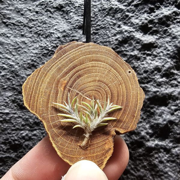 卡畢拉瑞斯-小型/Tillandsia capillaris~一款型態感覺上整齊對生、會生長較長型的卡畢、多叢生可參考圖三 