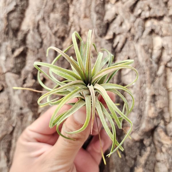 皇家寶藏/Tillandsia 'Timm's Royal Treasure'(Ionantha × streptophylla) 