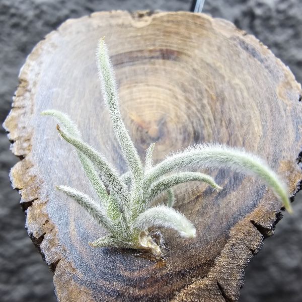 克洛卡塔(小型)/Tillandsia crocata 