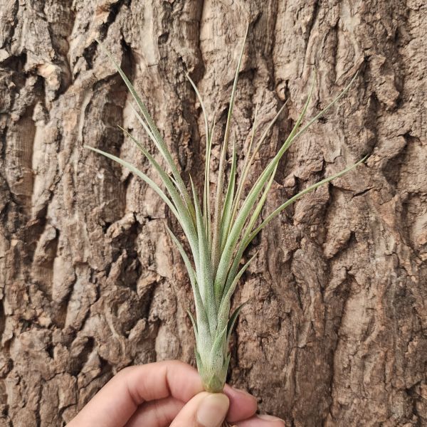 綠精靈×鳳尾巨大/Tillandsia Ionantha Green × Rodrigeziana Giant 