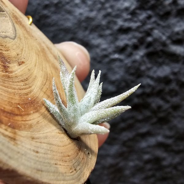 長莖mini/Tillandsia ionantha v. vanhyningii mini Form 