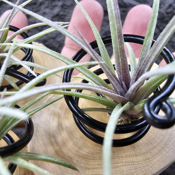 霸王×多明尼加(已顯色，不挑株，不含底座)/Tillandsia xerographica × capitata v. Doming~霸王開花結種莢時間長久，與多明尼加交種，帶養四年之久手孵苗，希望將來有霸王寬葉下包特徵、多明尼加的顯色，霸氣帶紅的潛力股！ 