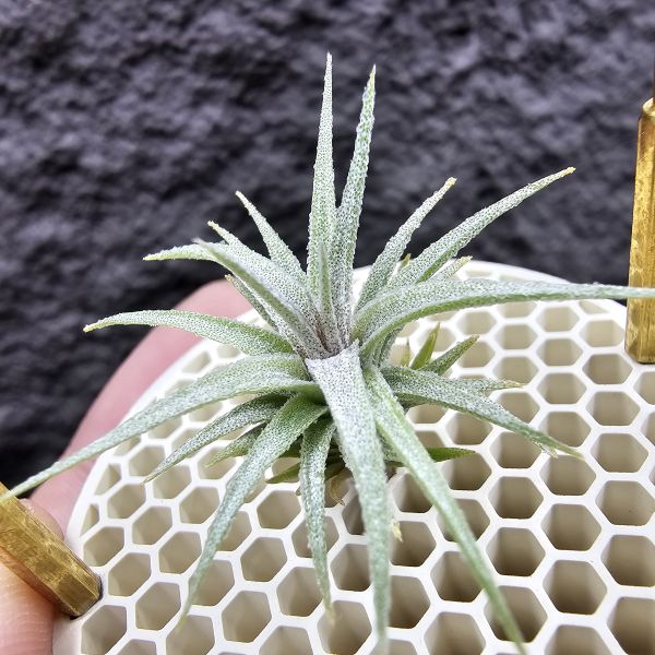 初戀 × 迷你電捲/Tillandsia arequitae × diguetii 