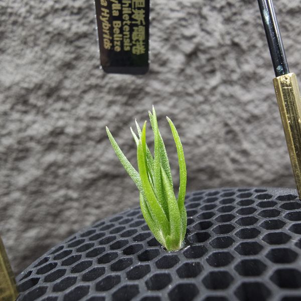 銀冰×貝里斯電捲/Tillandsia chiletensis × streptophylla Belize 