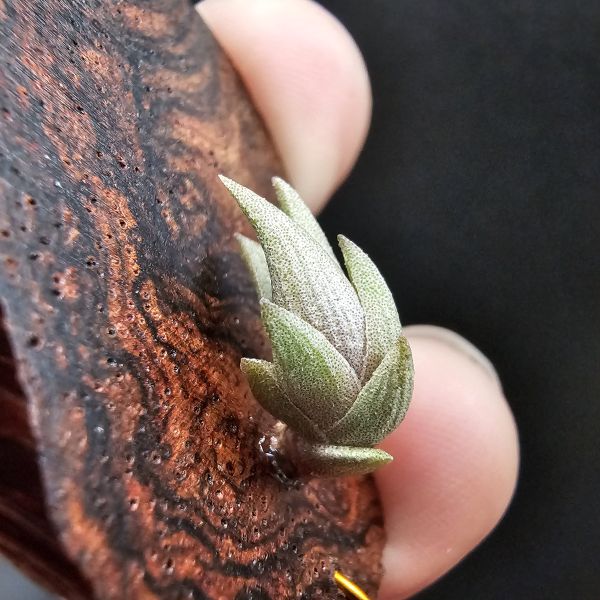小海螺/Tillandsia Peiranoi Red~重油耐用"降真木"板材 