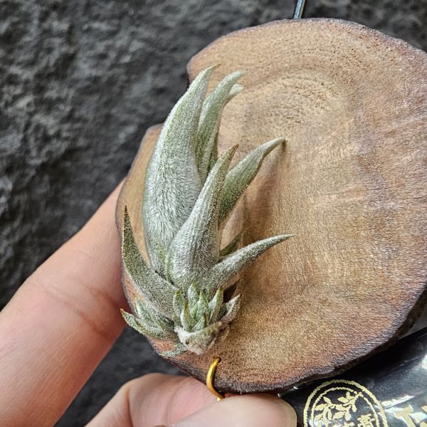 白劍/Tillandsia xiphioides(TI) 