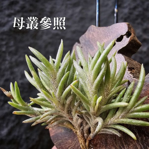 阿根廷卡畢/Tillandsia capillaris(Argentina)~早期由阿根廷進口的小型卡畢，已人工栽培多年的形態，圖五母叢參照！ 