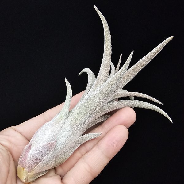 線西野獸(顯紅)首輪肥芽/Tillandsia 'Xianxi Beast'(Mali Dofitas × streptophylla Mexico)~展現了雙親本的特色，長年顯色，毛感厚實。 