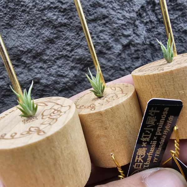 白天鵝 × 紅小犀牛(不挑株)/Tillandsia barfussii × pruinosa 