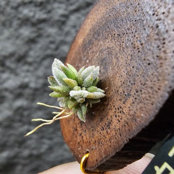 白天鵝(實生叢)/illandsia barfussii seedling 