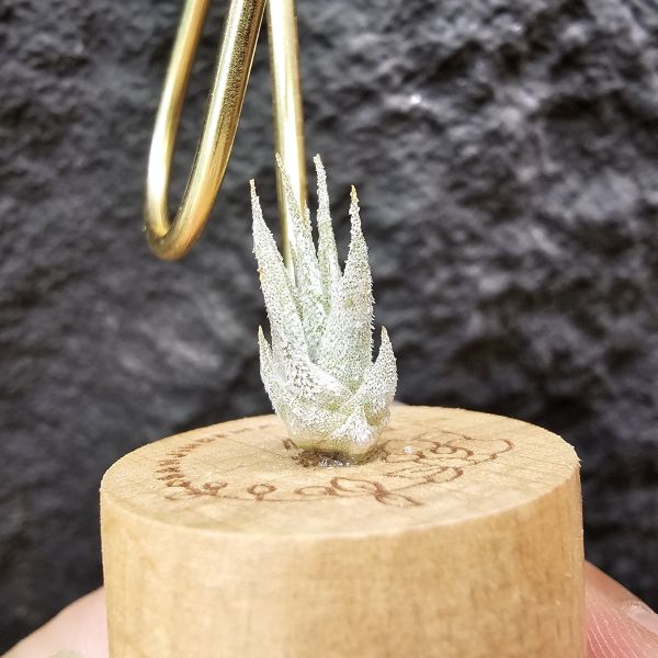Joy(電捲×河豚)×長莖小精靈/Tillandsia Joy × ionantha v. van-hyningii 