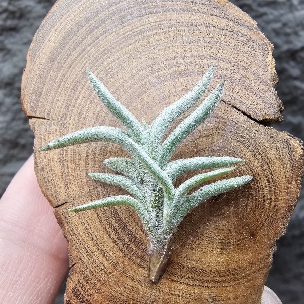 帕姆塔塔/Tillandsia permutata(Europe) 