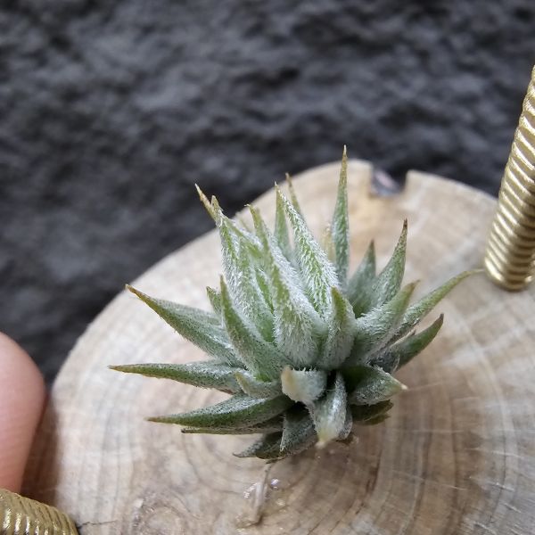 蘿莉(雨林)成株/Tillandsia loliacea(RFI) 