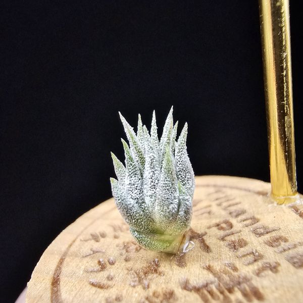 榛果精靈紫星/Tillandsia ionantha Hazelnut 'Stiff Purple Star' 