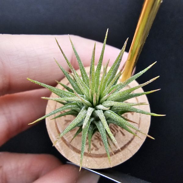手榴彈小精靈(早期)/Tillandsia ionantha Hand Grenade 