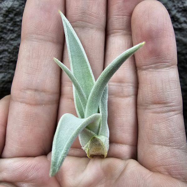 德K白天鵝X？(圖四、五母株參考)/Tillandsia barfussii X？(KK)德國農場相當高價的大型白天鵝！母株購買時近3W，具描述可能是與雪鵝SP.的交種，與常見的白天鵝相較看似有偏白些，有無差異則依個人的主觀判斷覺得有收藏價值在購買！ 