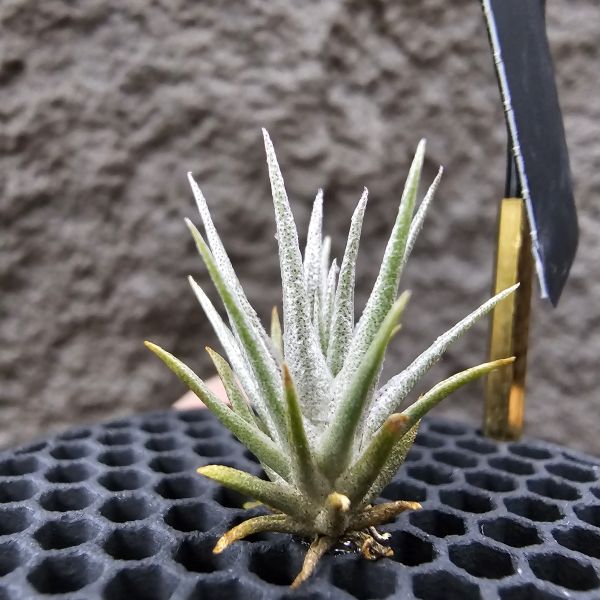 薄變(國際小型) × 熱帶K燒/Tillandsia gardneri v. rupicola(TI) × kautskyi(Tropiflora) 