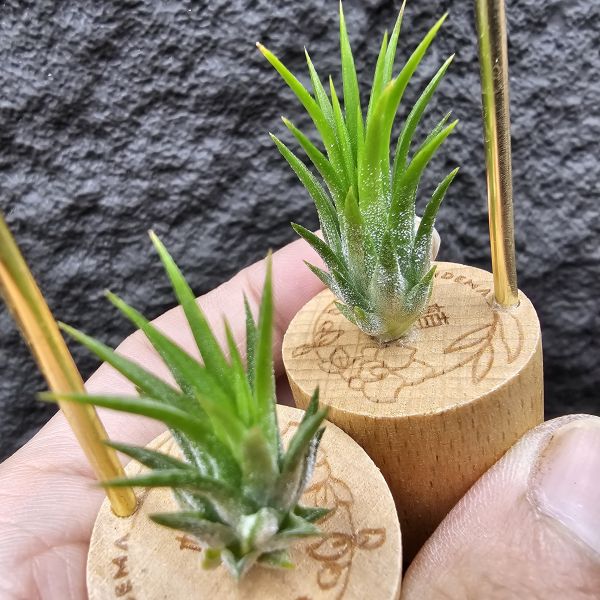 二筒小精靈(不挑株)/Tillandsia ionantha Two Tone(RFI) 