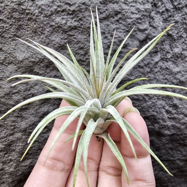 蘇黎世/Tillandsia sucrei 