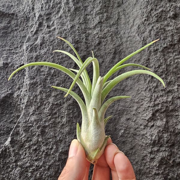 小精靈×貝克利/Tillandsia ionantha × brachycaulos 