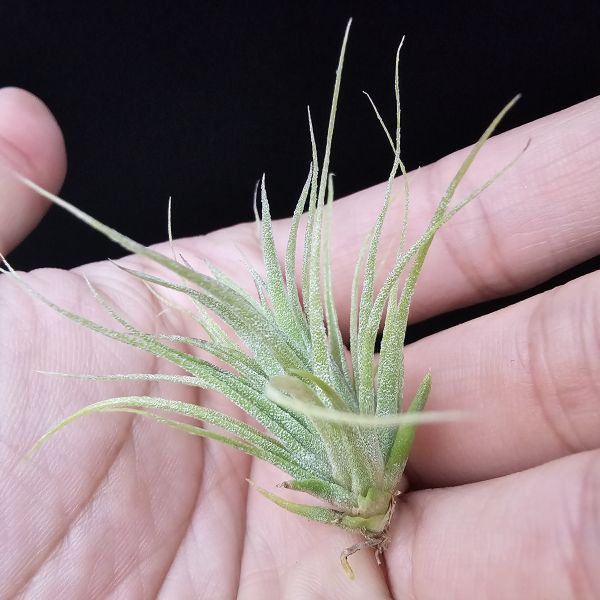 旋風大開曼×電捲燙(長大很美)/Tillandsia flexuosa Grand Cayman × streptophylla~旋風大開曼交種好像都不令人失望！圖四、五較大植株參照！ 
