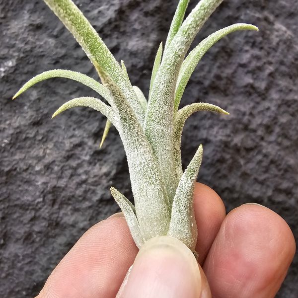 小精靈×子彈/Tillandsia ionantha × mitlaensis 