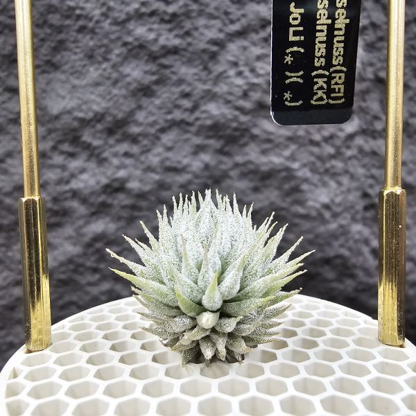 榛榛(大顆)/Tillandsia ionantha haselnuss(RFI) × haselnuss(KK)~從小芽到這尺寸至少也要一年半~兩年時間 