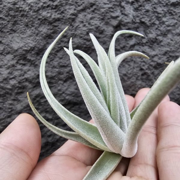 鳥岩大M(一咪咪葉傷參考圖四)/Tillandsia minasgeraisensis(Bird Rock) 