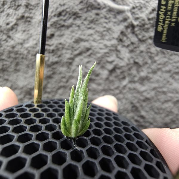 銀冰×BC/Tillandsia chiletensis × BC(streptophylla Belize  × chiapensis) 