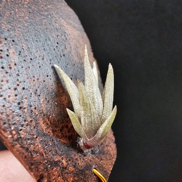 小海螺/Tillandsia Peiranoi Red~重油耐用"降真木"板材 