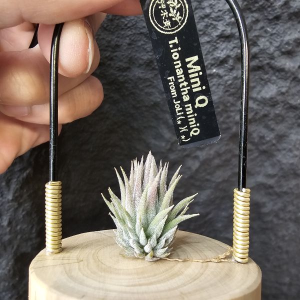 MiniQ(尺寸不小~)/Tillandsia ionantha MiniQ 