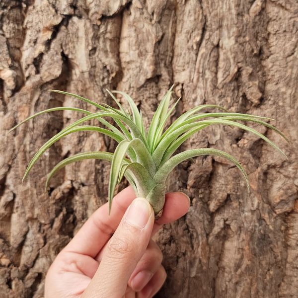 高原×德魯伊小精靈/Tillandsia sSphaerocephala × Ionantha Druid 