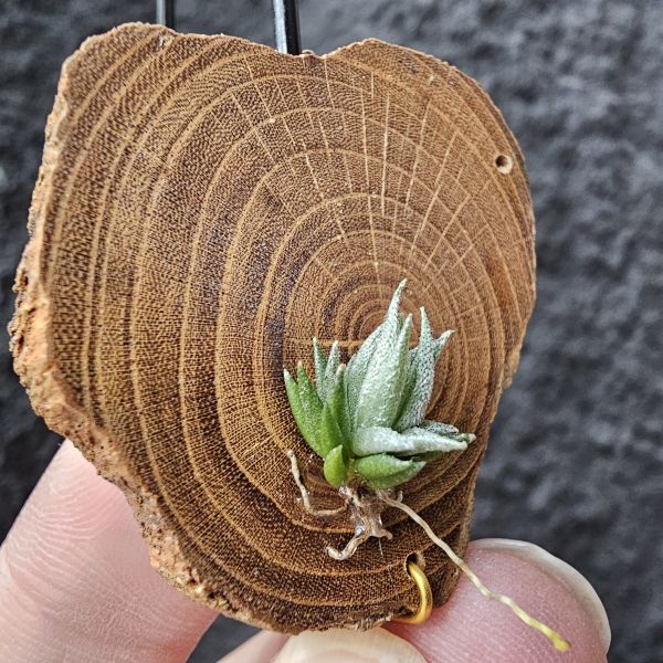 阿根廷蘿莉-實生/Tillandsia loliacea(Argentina) 