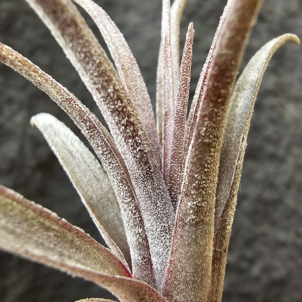 卡比他他-多明尼加×福果小精靈-全年可顯紅/Tillandsia timm outburst 