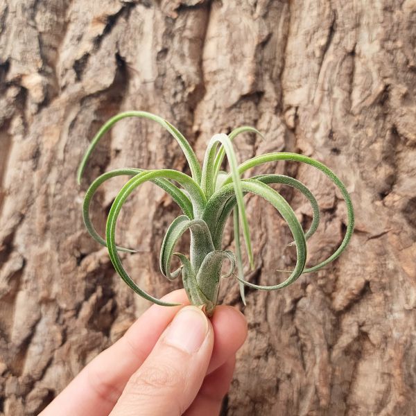 花中花×西雷達小精靈/Tillandsia Intermedia × Ionantha Selecta 