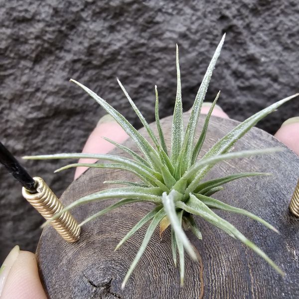 (薄紗×多國)×薄變/Tillandsia(gardneri × stricta) × gardneri var. rupicola(TI) 