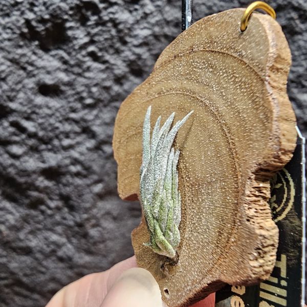 gerdae(紫花)	Tillandsia gerdae~玻利維亞原生種 