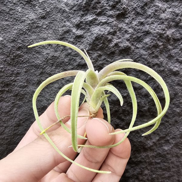 滷肉×迷你電捲Ycb(側芽非實生)/Tillandsia novakii × diguetii 