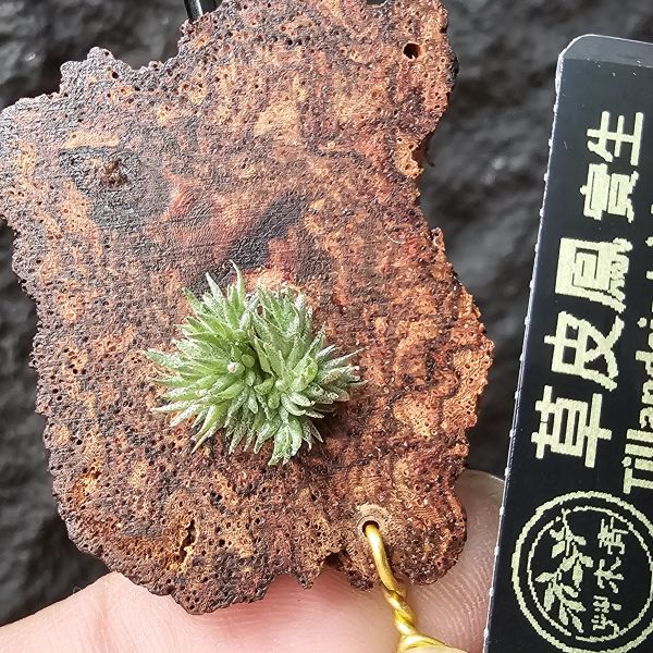 草皮鳳實生/Tillandsia tricholepis 